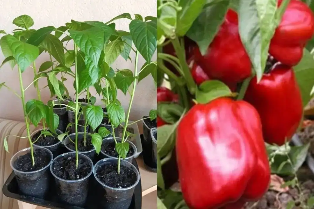 Продажа перца Романовский куб - Садоводство (Хобби и отдых) в Оренбург