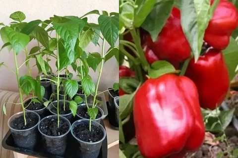 Продажа перца Романовский куб - Развлечения в Оренбург