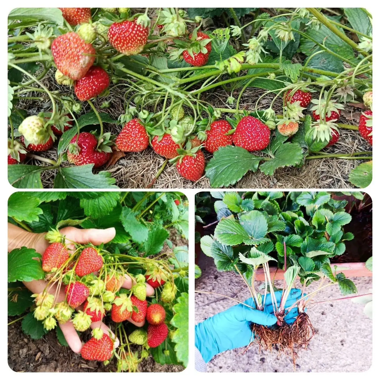 Продажа саженцев ремонтантной клубники - Растения (Для дома и дачи) в Оренбург