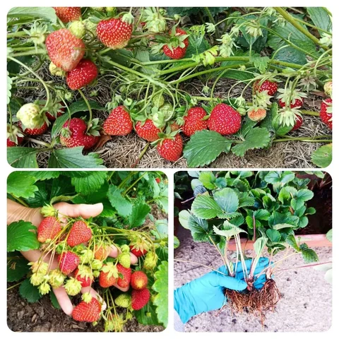 Продажа саженцев ремонтантной клубники - Кухонная техника в Оренбург