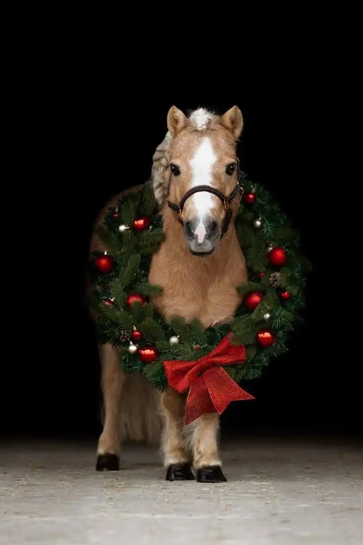 Фотосессия с пони в фотостудии для детей и взрослых