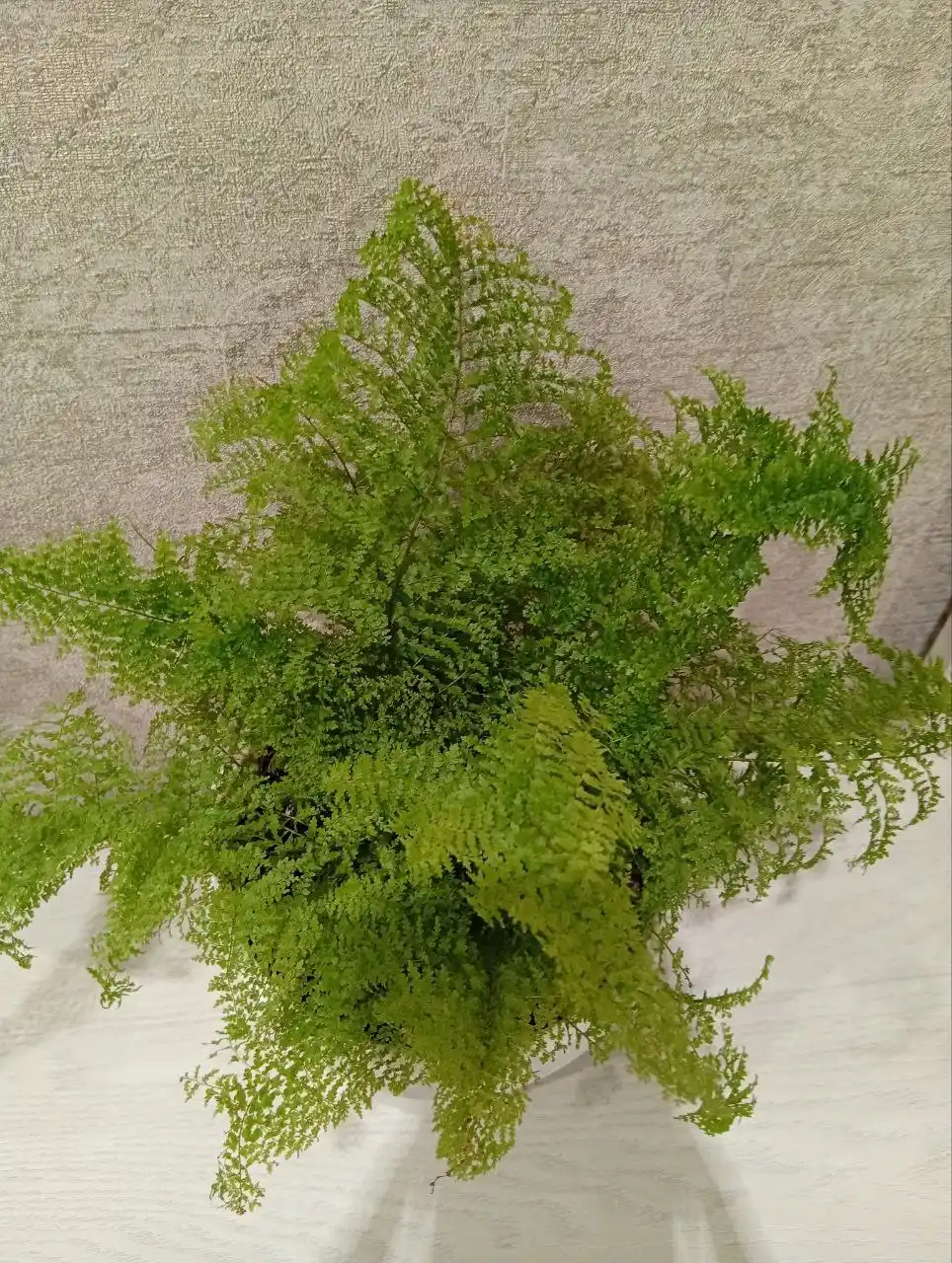 Папоротник ажурный и сансевиерия