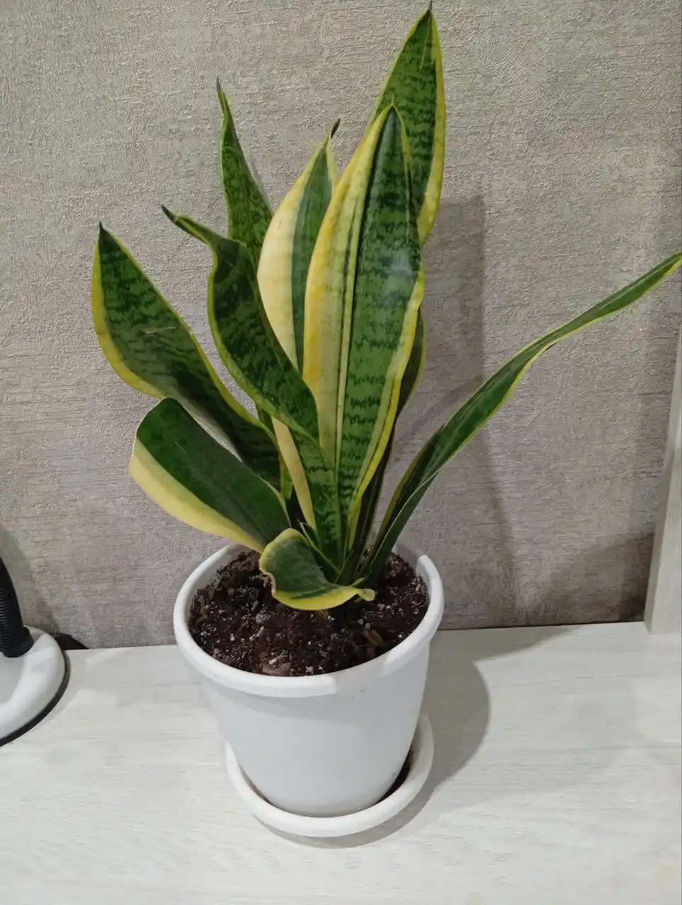 Папоротник ажурный и сансевиерия