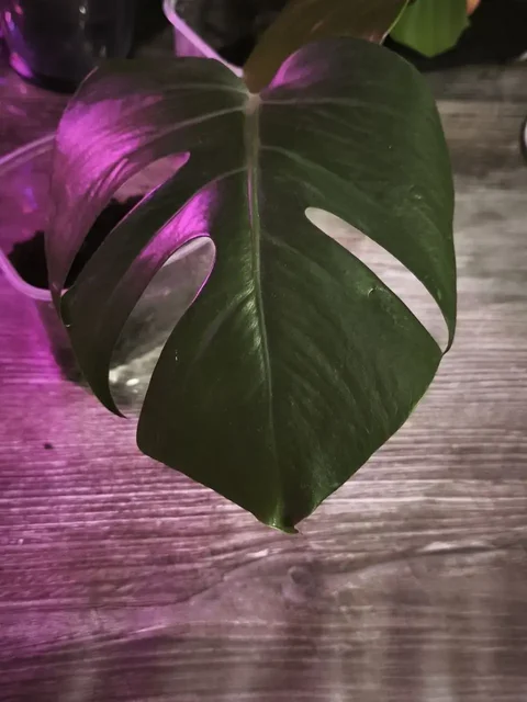 Продам монстера борзига - частное объявление в Кондратово