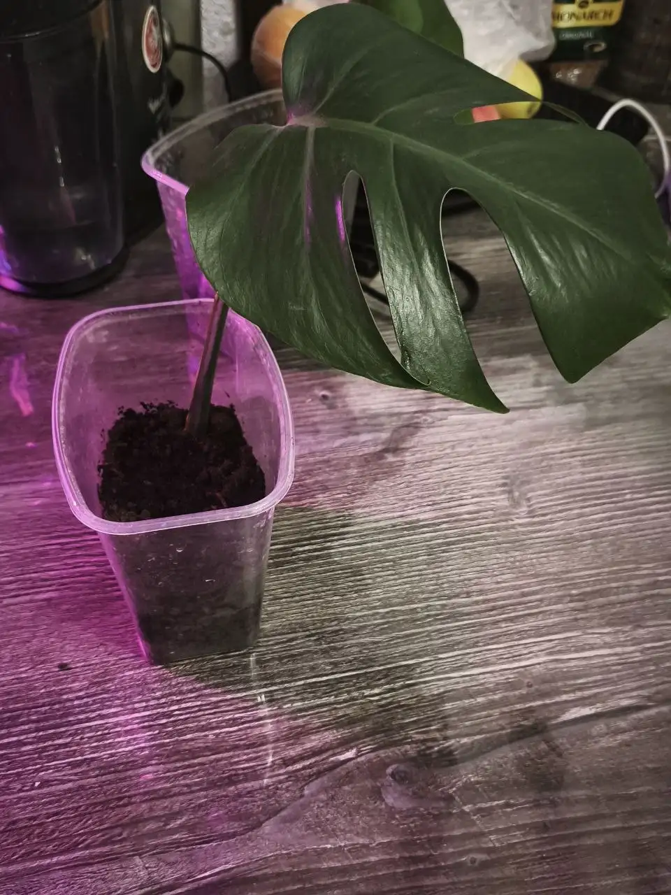 Продам монстера борзига - Комнатные растения (Хобби и отдых) в Кондратово