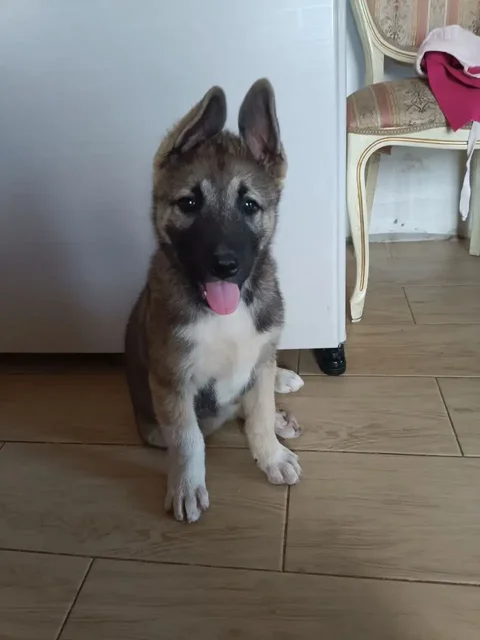 Щенок акита-ину от домашней мамы - частное объявление в Кондратово