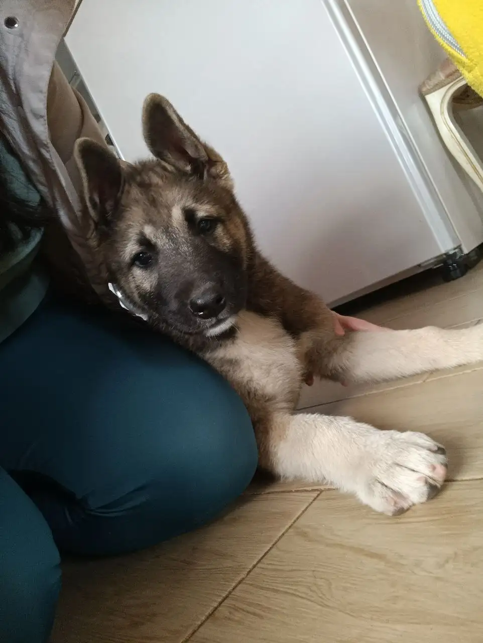 Щенок акита-ину от домашней мамы - Собаки (Животные) в Кондратово