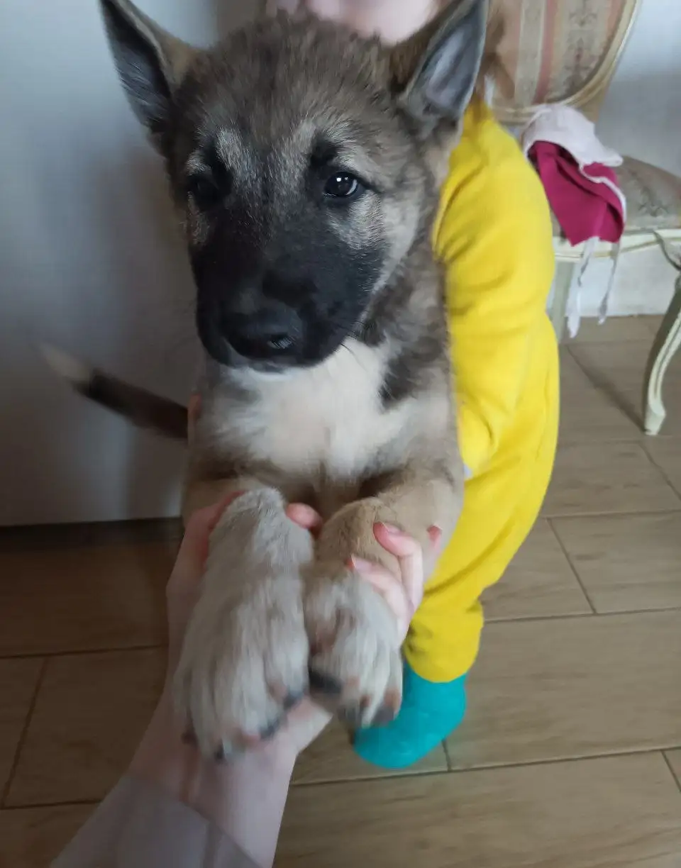 Щенок акита-ину от домашней мамы - Собаки (Животные) в Кондратово