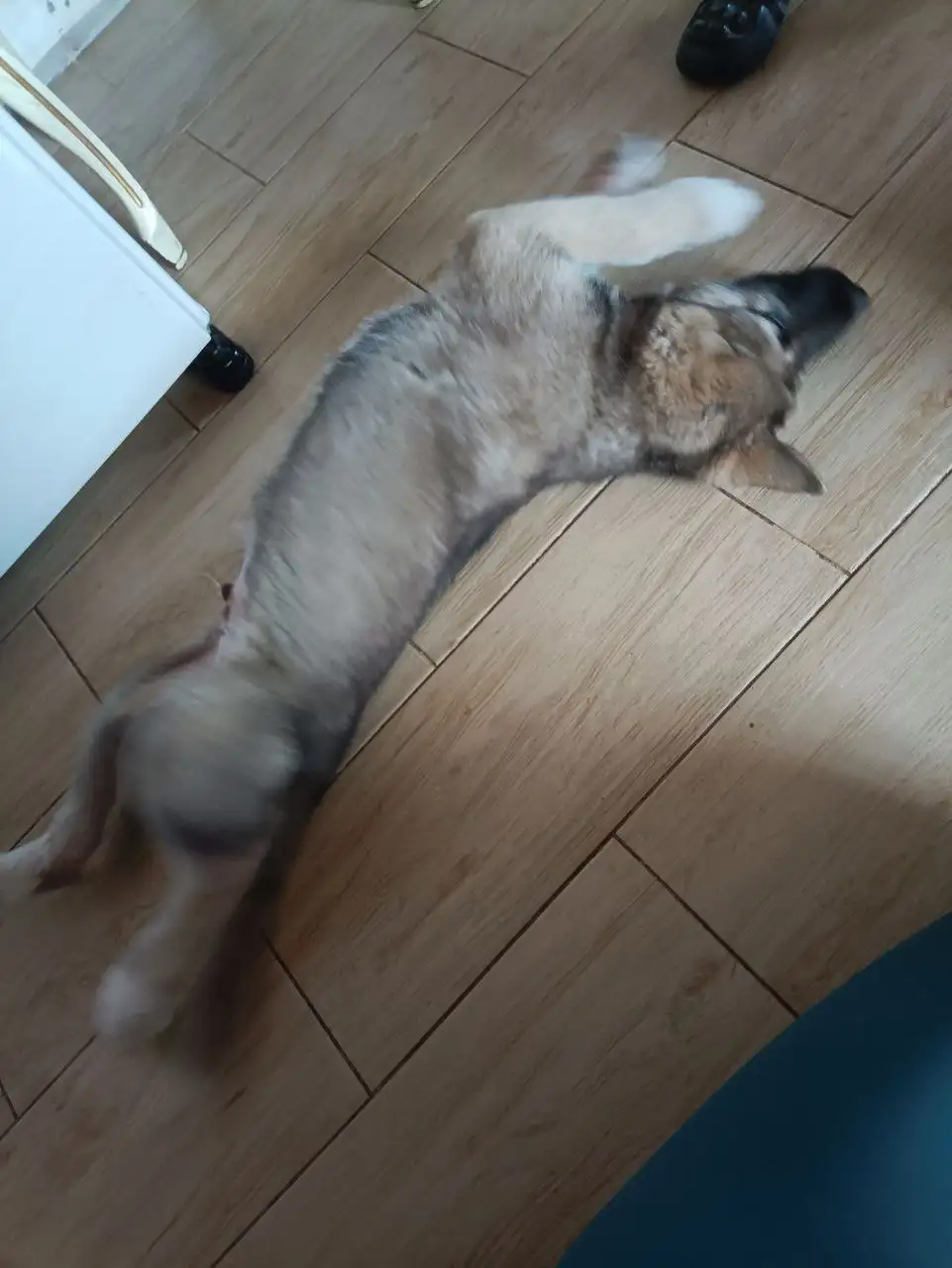 Щенок акита-ину от домашней мамы - Собаки (Животные) в Кондратово