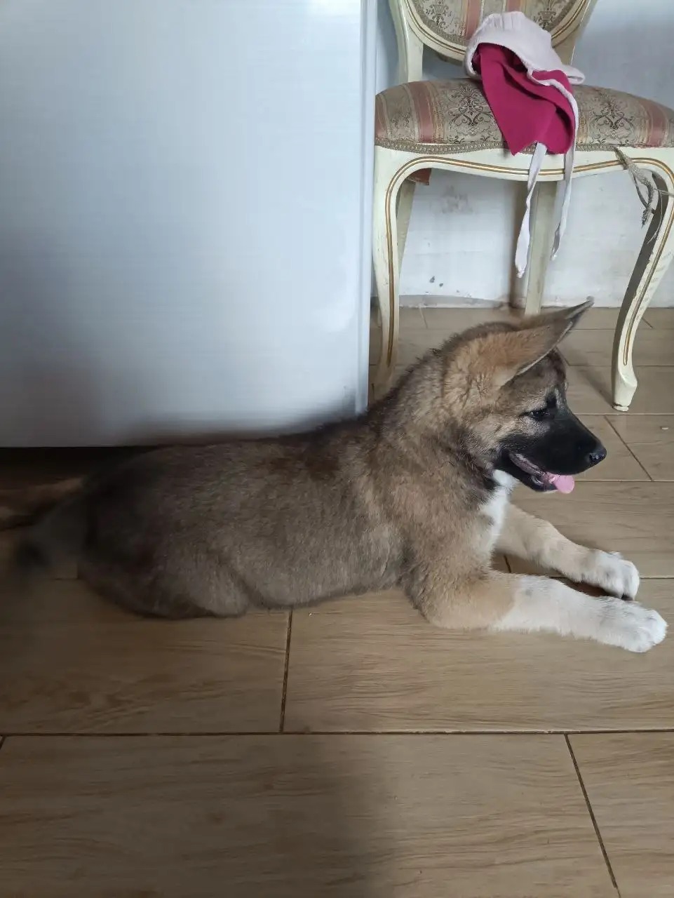 Щенок акита-ину от домашней мамы - Собаки (Животные) в Кондратово