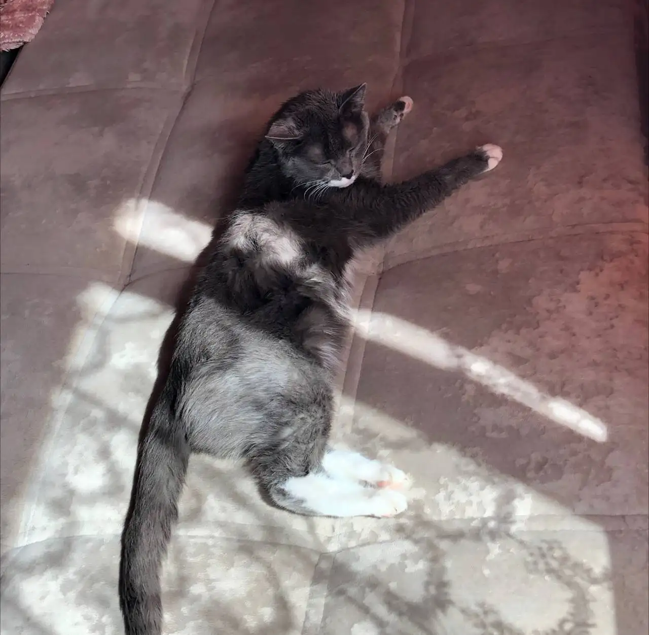 Потерялась кошечка в Слободе - Потерянные/найденные (Животные) в Кондратово