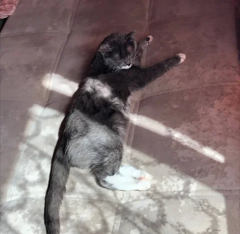 Потерялась кошечка в Слободе - частное объявление в Кондратово