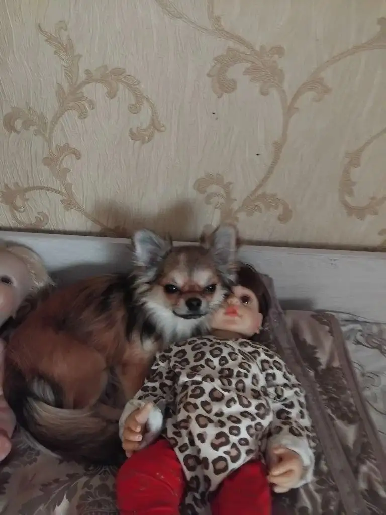 Потерялась собака - Животные в Кондратово