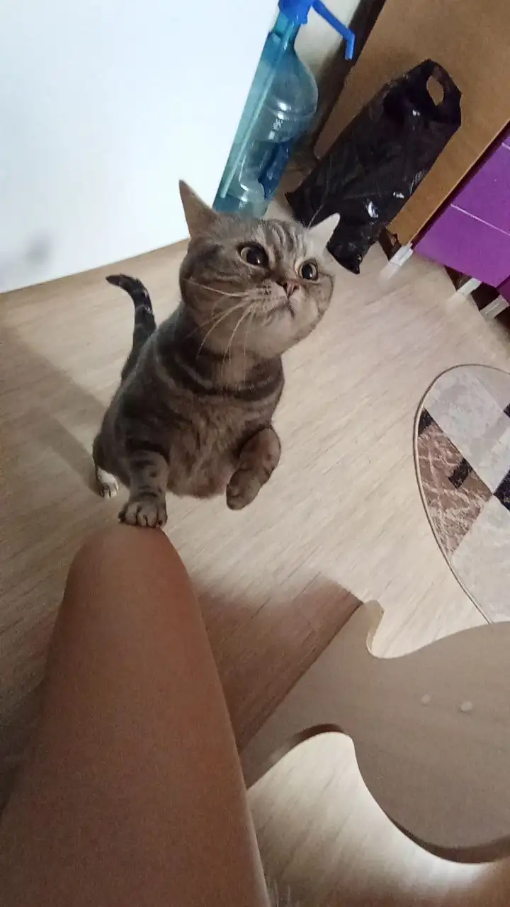 Отдам взрослую кошку в добрые руки - Кошки (Животные) в Кондратово