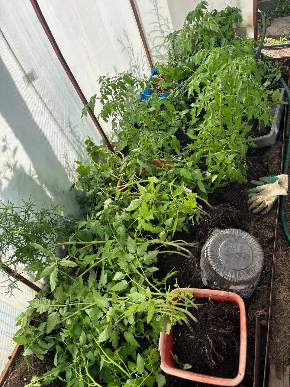 Продам рассаду помидоров - Растения и рассада (Для дома и дачи) в Кондратово