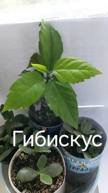 Гибискус цветущий красными розочками - частное объявление в Кондратово