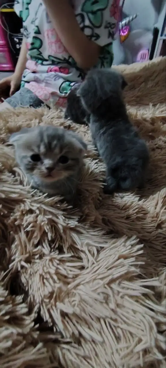 Продам котят шотландских вислоухих - Кошки (Животные) в Неизвестно