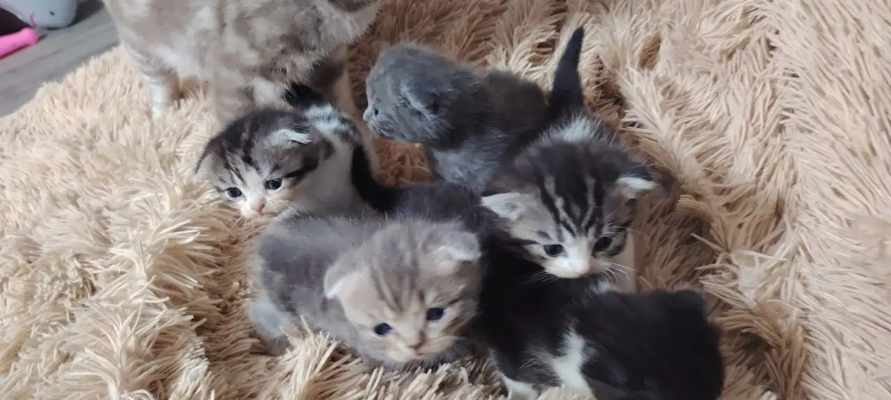Продам котят шотландских вислоухих - Кошки (Животные) в Неизвестно