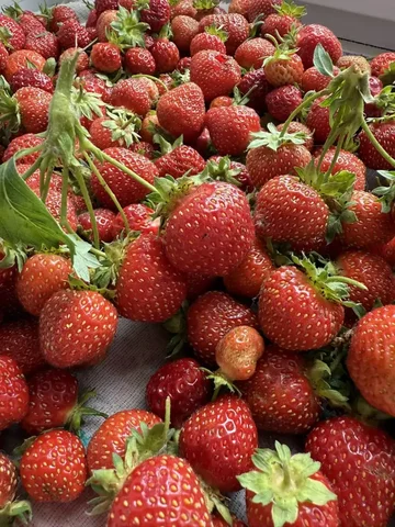 Спелая сладкая клубника - Мёд и продукты пчеловодства в Кондратово