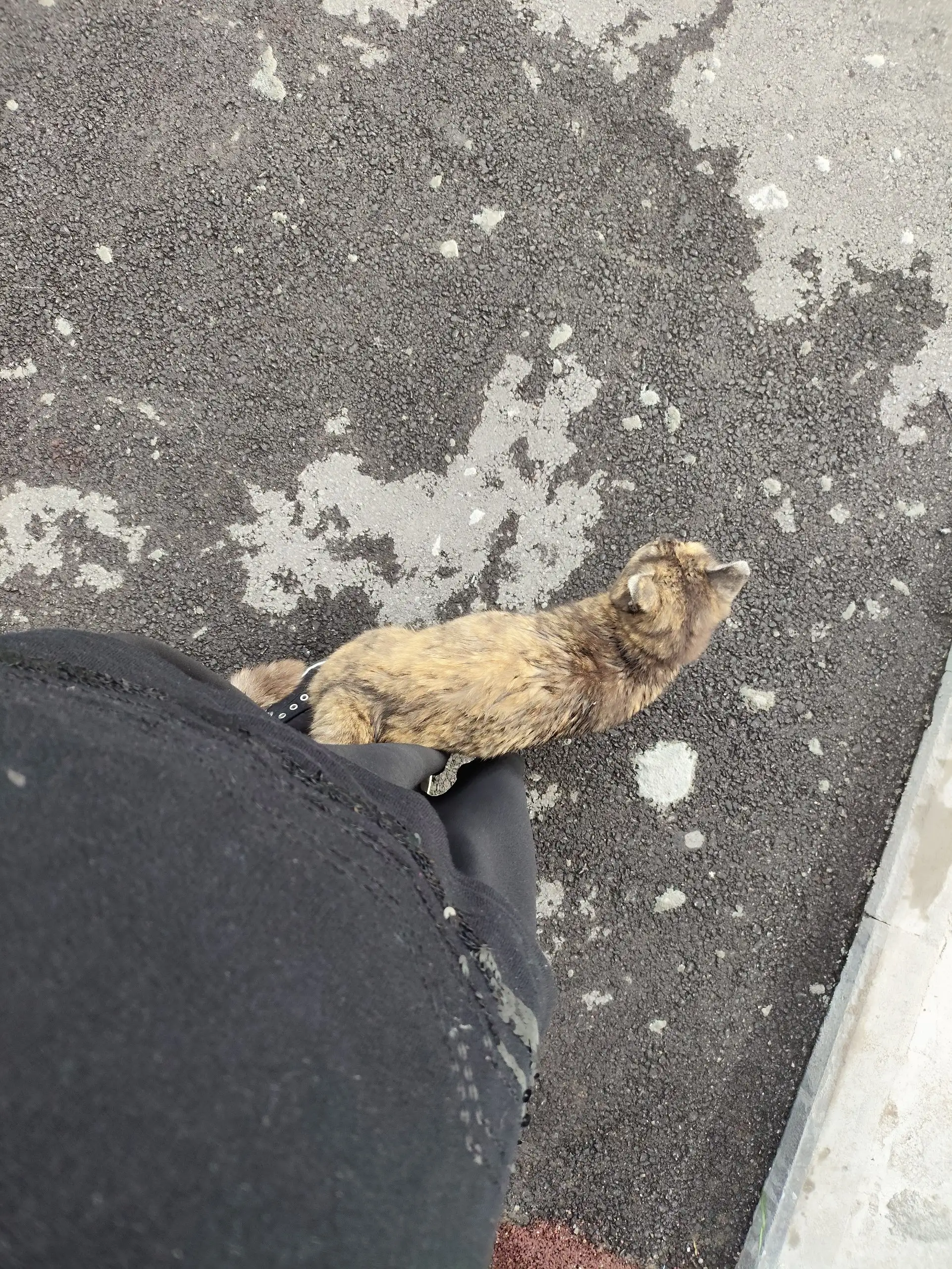 Потерялась кошка возле Водопроводная 6/2 - Поиск (Услуги) в Кондратово