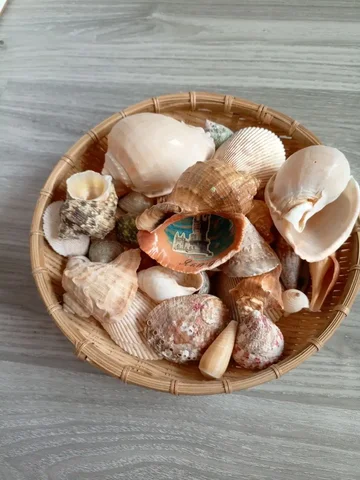 Ракушки из Крыма - Прочее в Неизвестно
