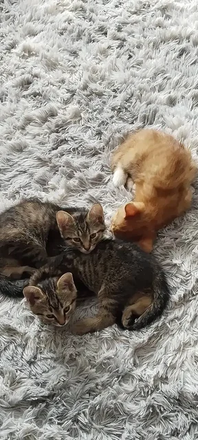Отдам котят в добрые руки - Потерянные животные в Кондратово