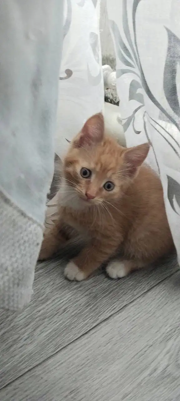 Отдам котят в добрые руки - Кошки (Животные) в Кондратово