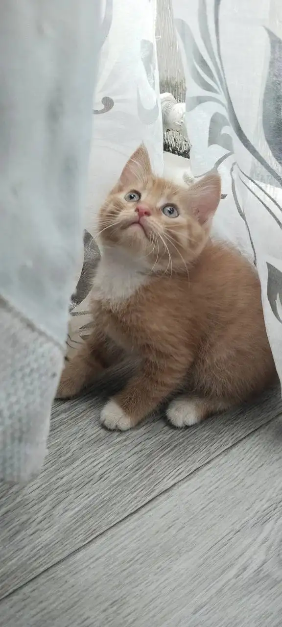 Отдам котят в добрые руки - Кошки (Животные) в Кондратово
