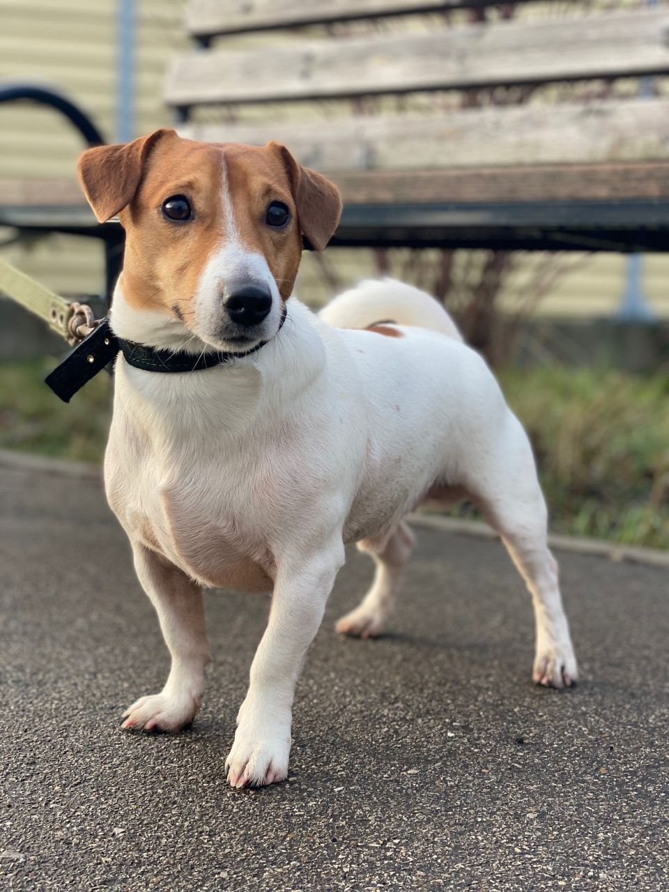 Джек рассел терьер в приюте