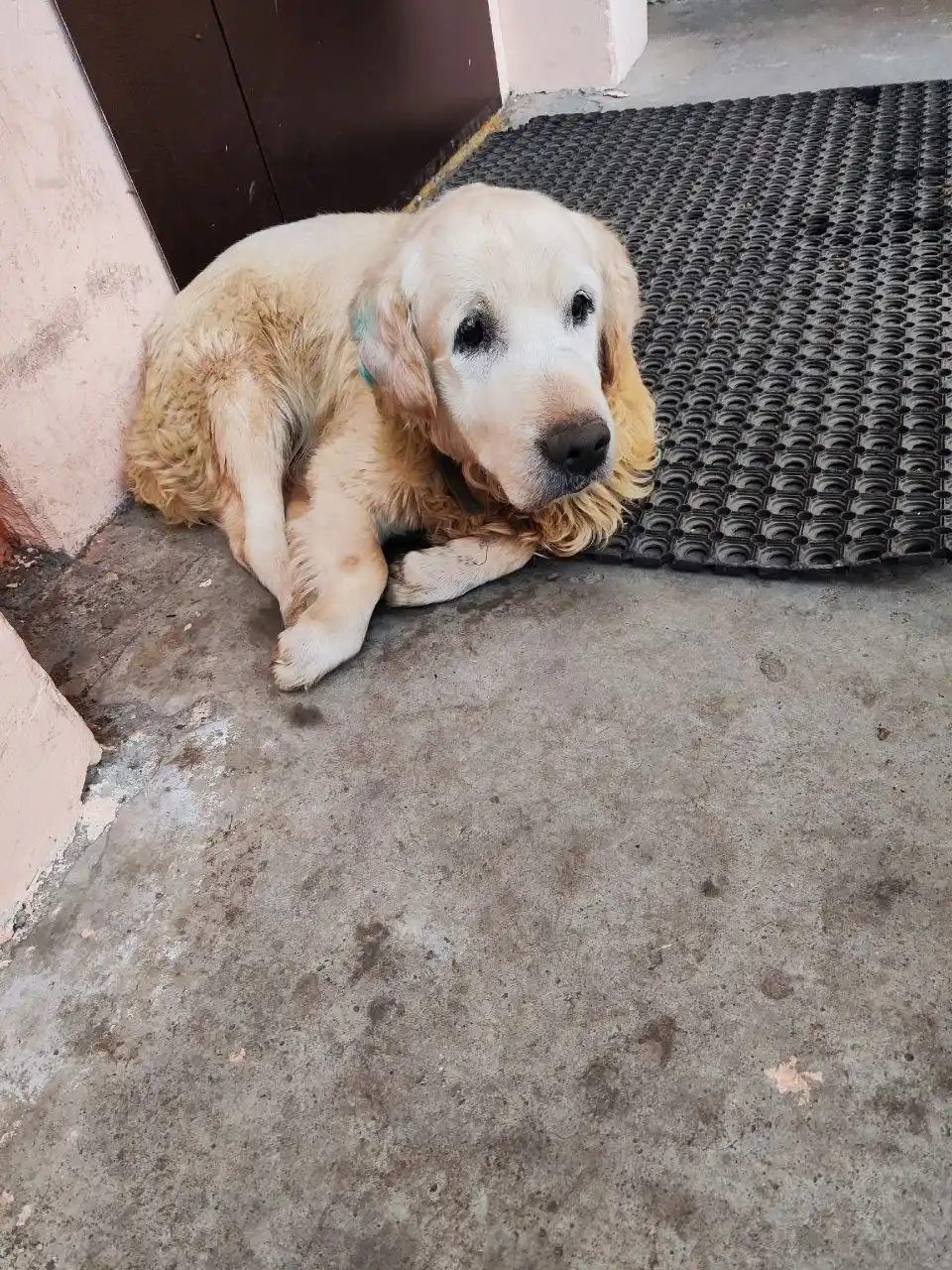 Чей пёсик? Старенький, замёрз - Животные в Кондратово