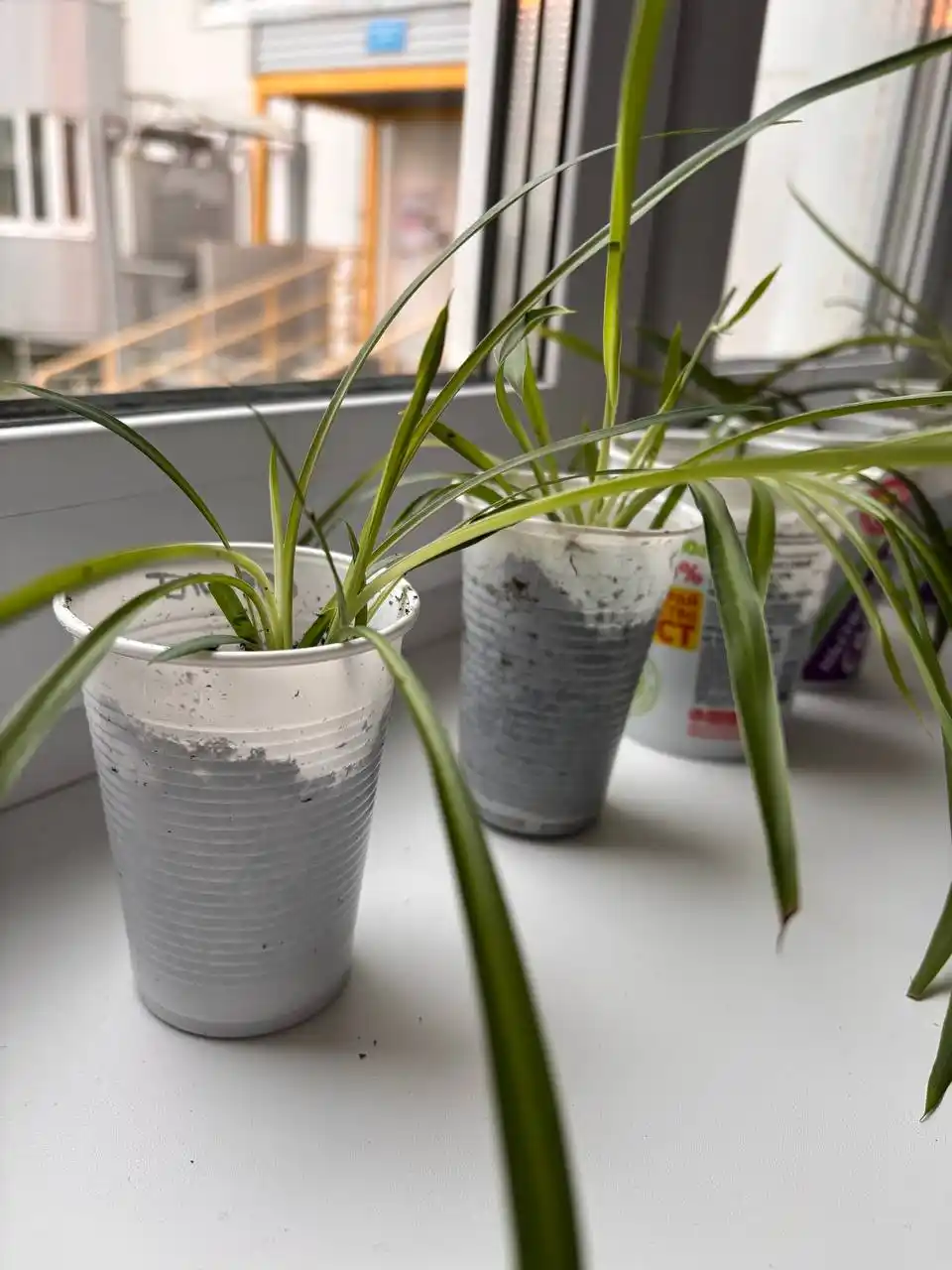 Хлорофитум укорененные детки - Хобби и отдых в Кондратово