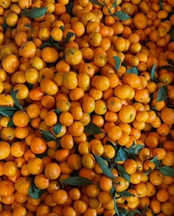 Продажа абхазских мандаринов и медовой хурмы - Хобби и отдых в Кондратово