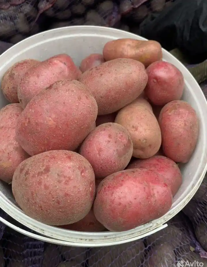 Продажа абхазских мандаринов и медовой хурмы