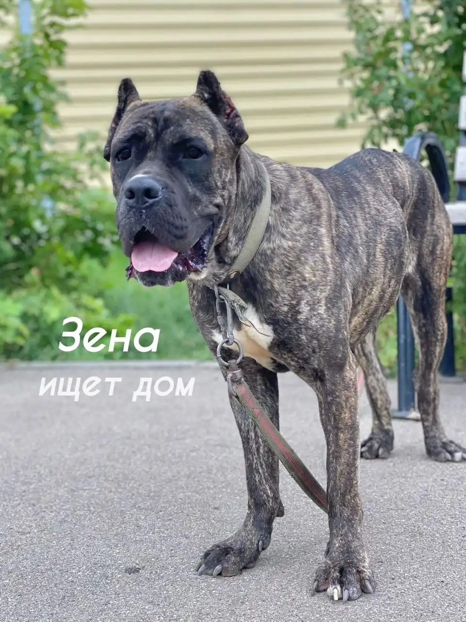 Собакам нужна помощь