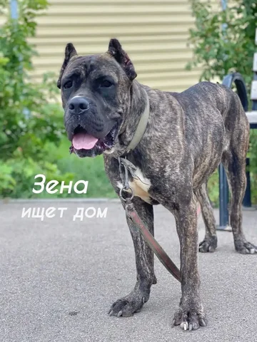 Собакам нужна помощь - Животные в Кондратово