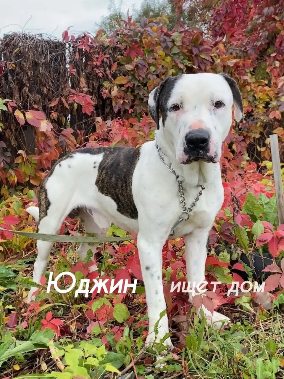 Собакам нужна помощь