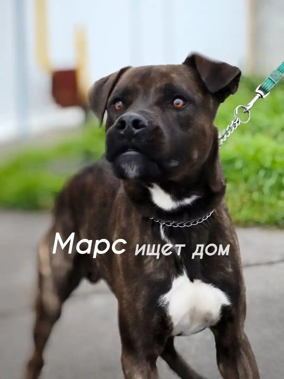 Собакам нужна помощь