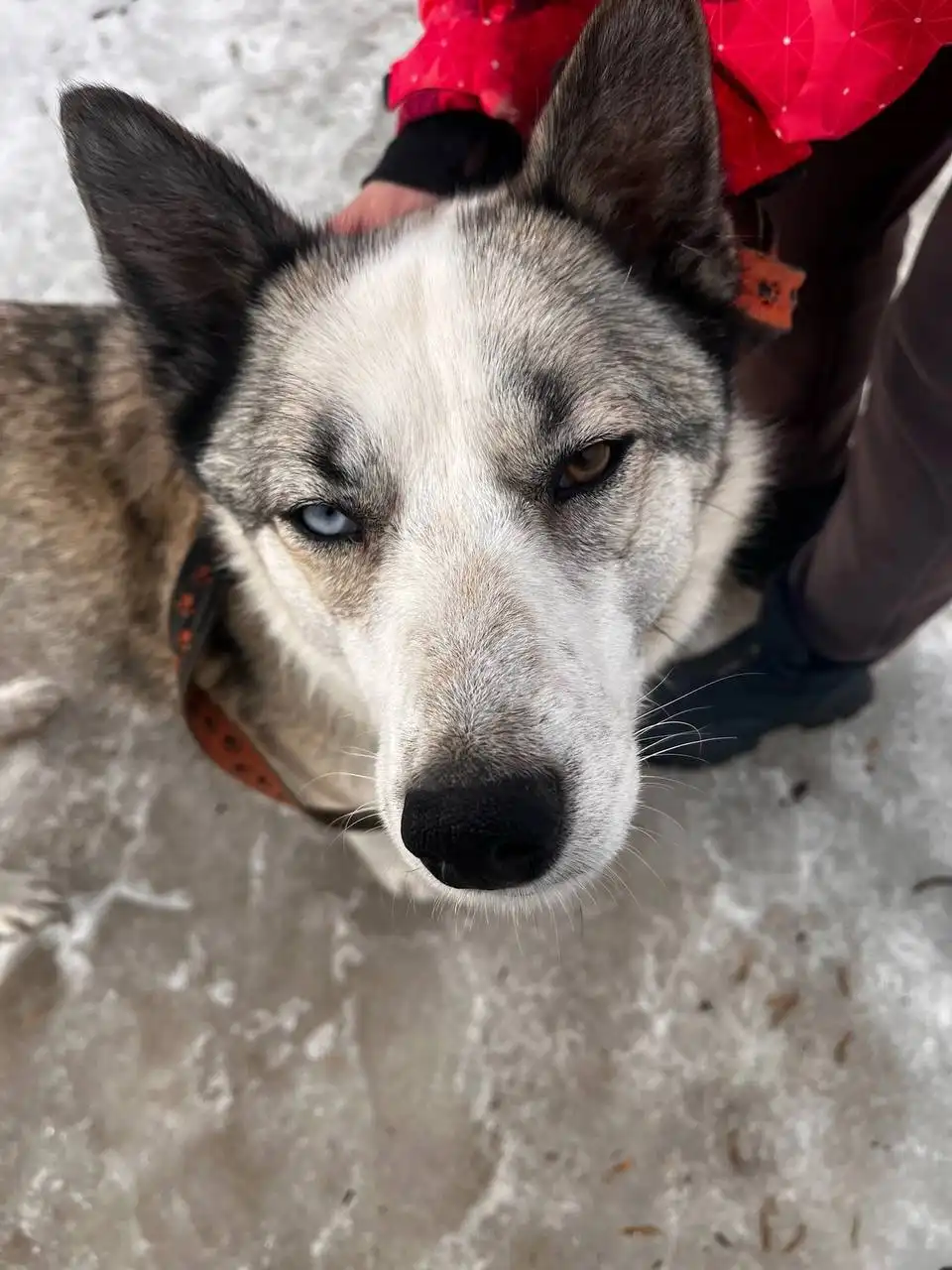 Мия в поисках любящей семьи