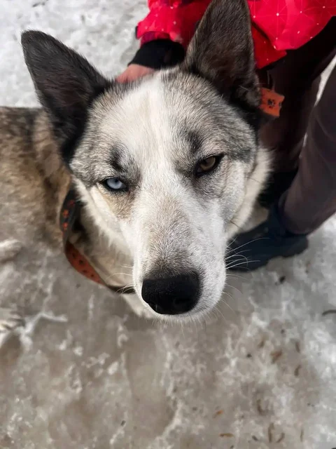 Мия в поисках любящей семьи - частное объявление в Кондратово