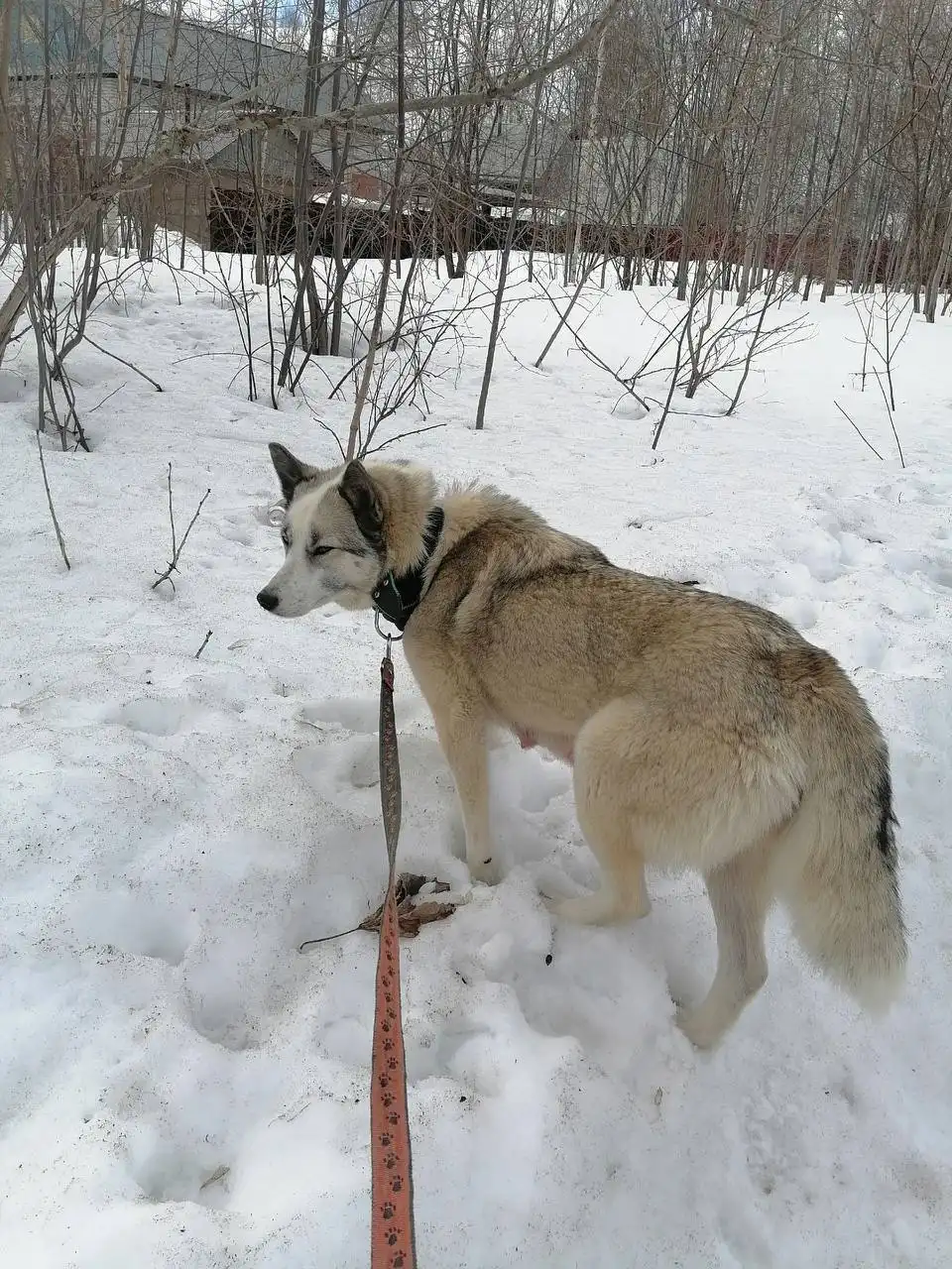 Мия в поисках любящей семьи