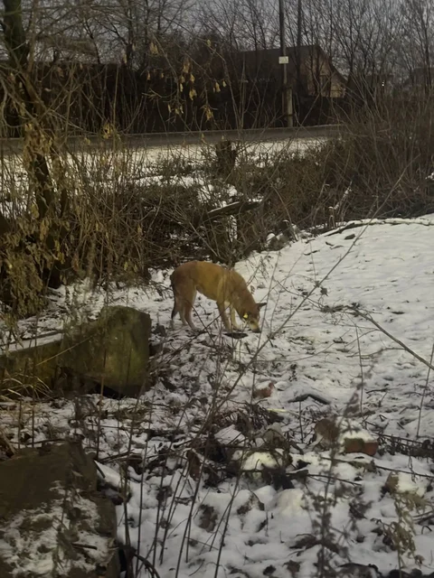 Две неразлучные собаки ищут дом - частное объявление в Кондратово