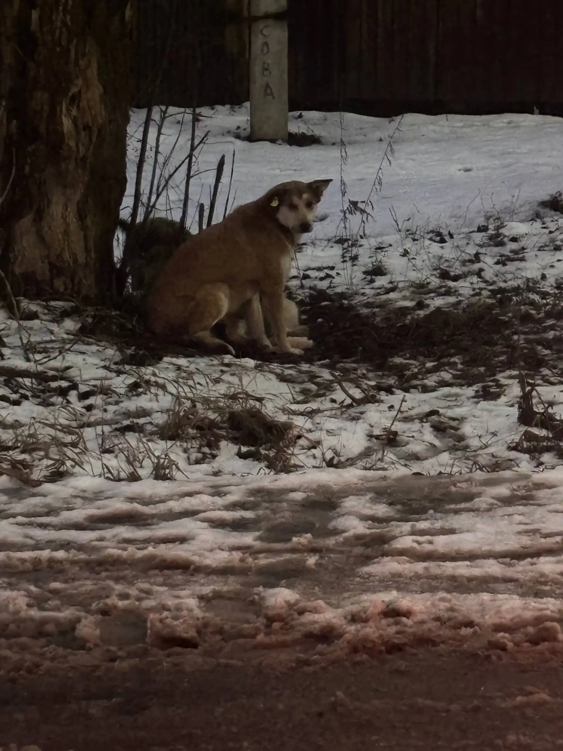 Две неразлучные собаки ищут дом