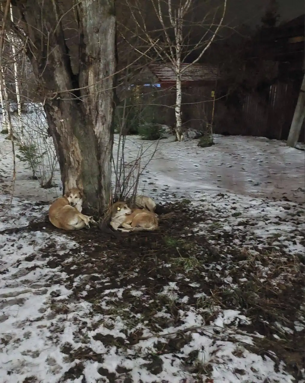 Две неразлучные собаки ищут дом