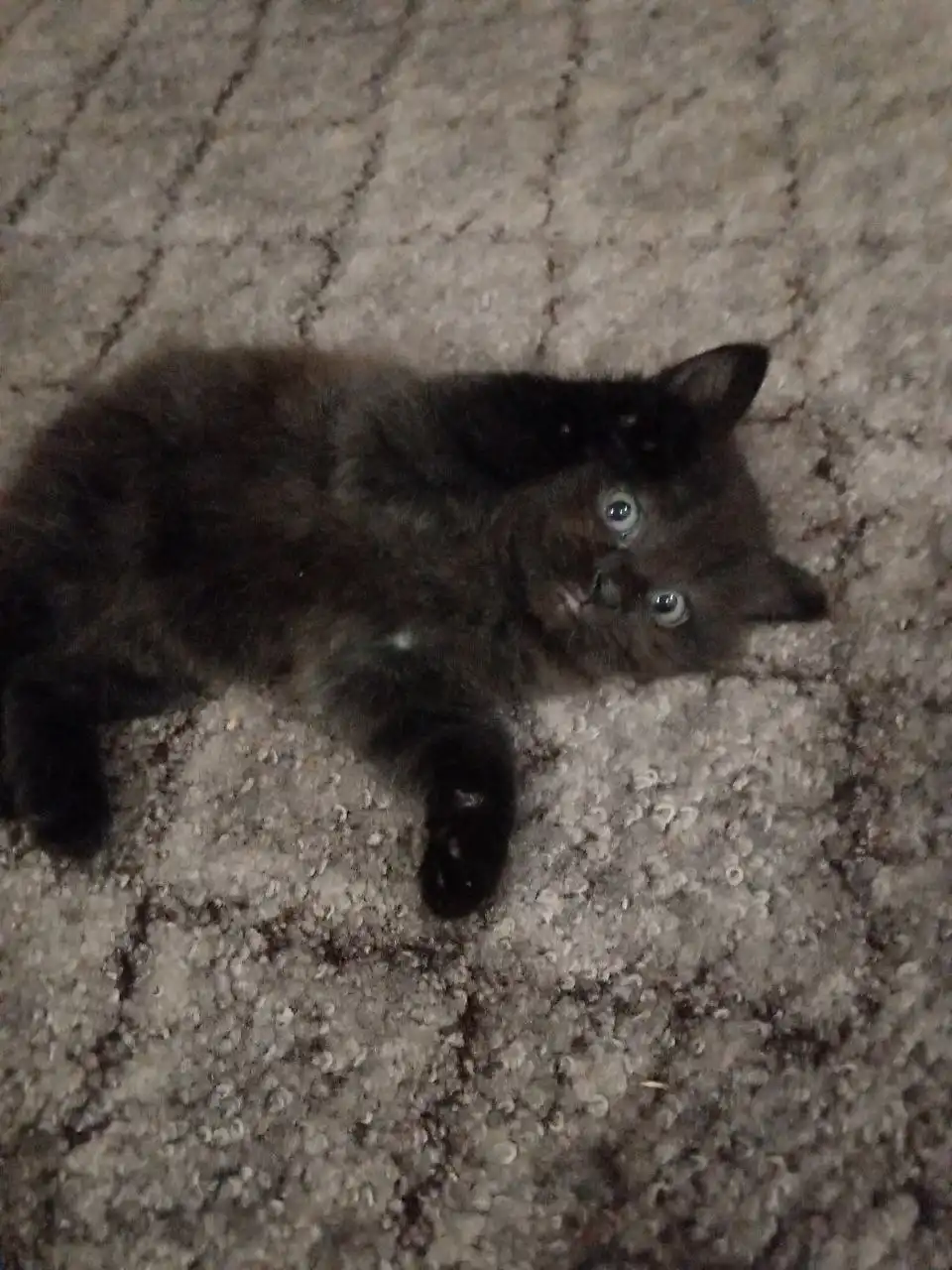 Котята ищут дом в Кондратово