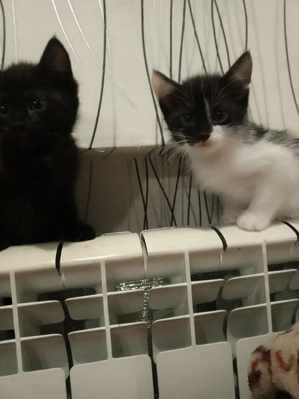 Котята ищут дом в Кондратово