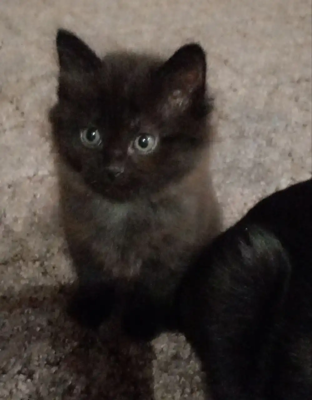 Котята ищут дом в Кондратово