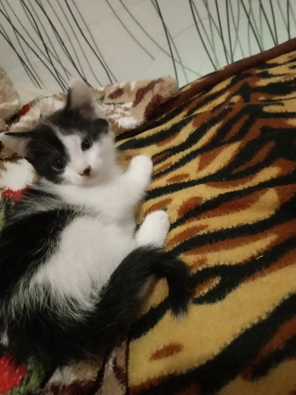 Котята ищут дом в Кондратово