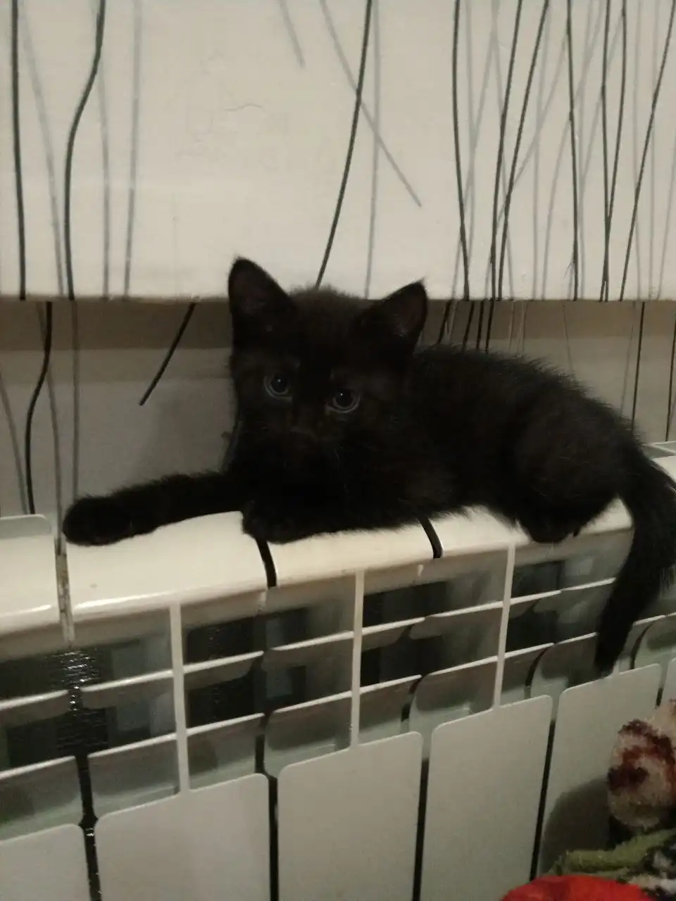 Котята ищут дом в Кондратово