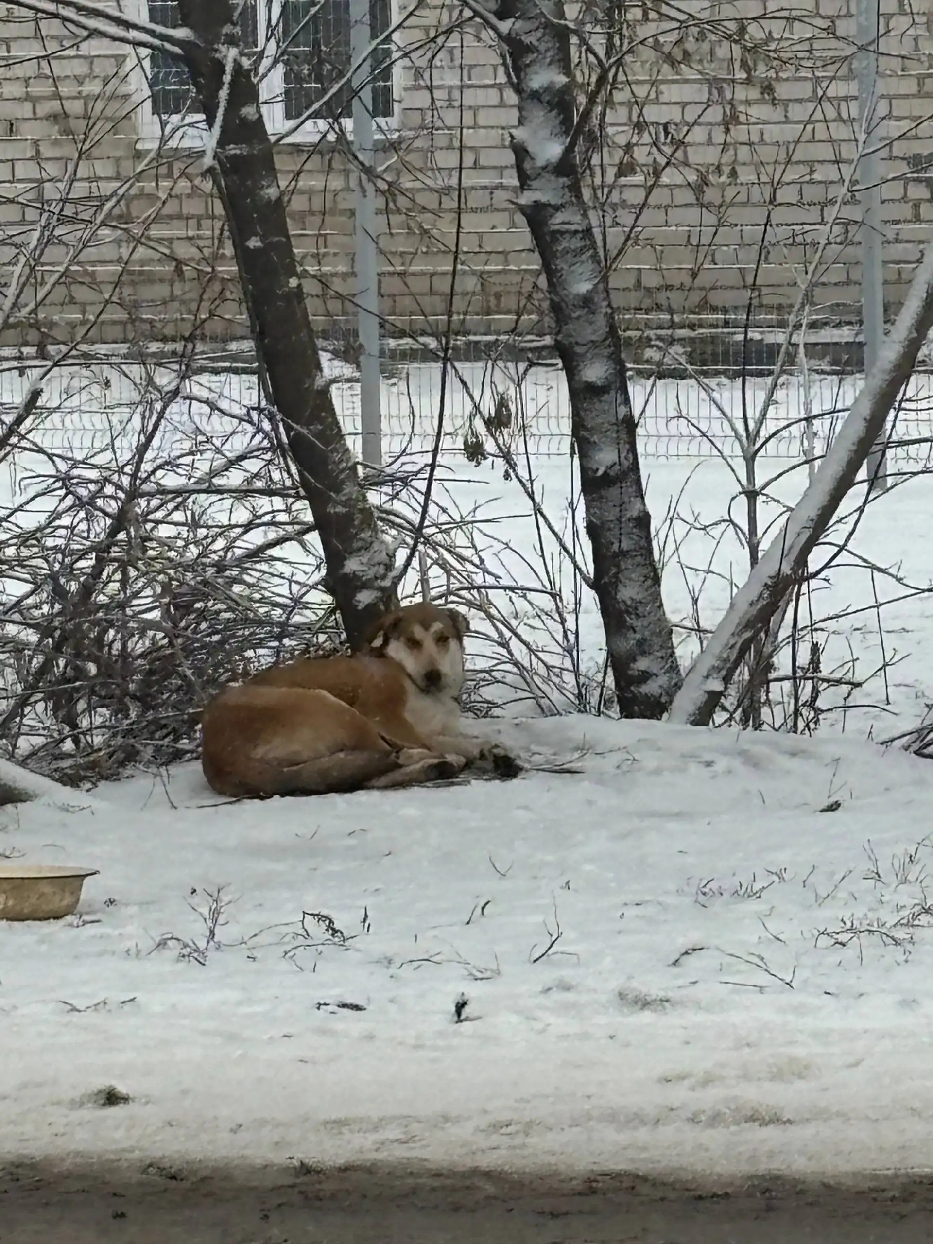 Три неразлучные собаки ищут дом перед Новым годом