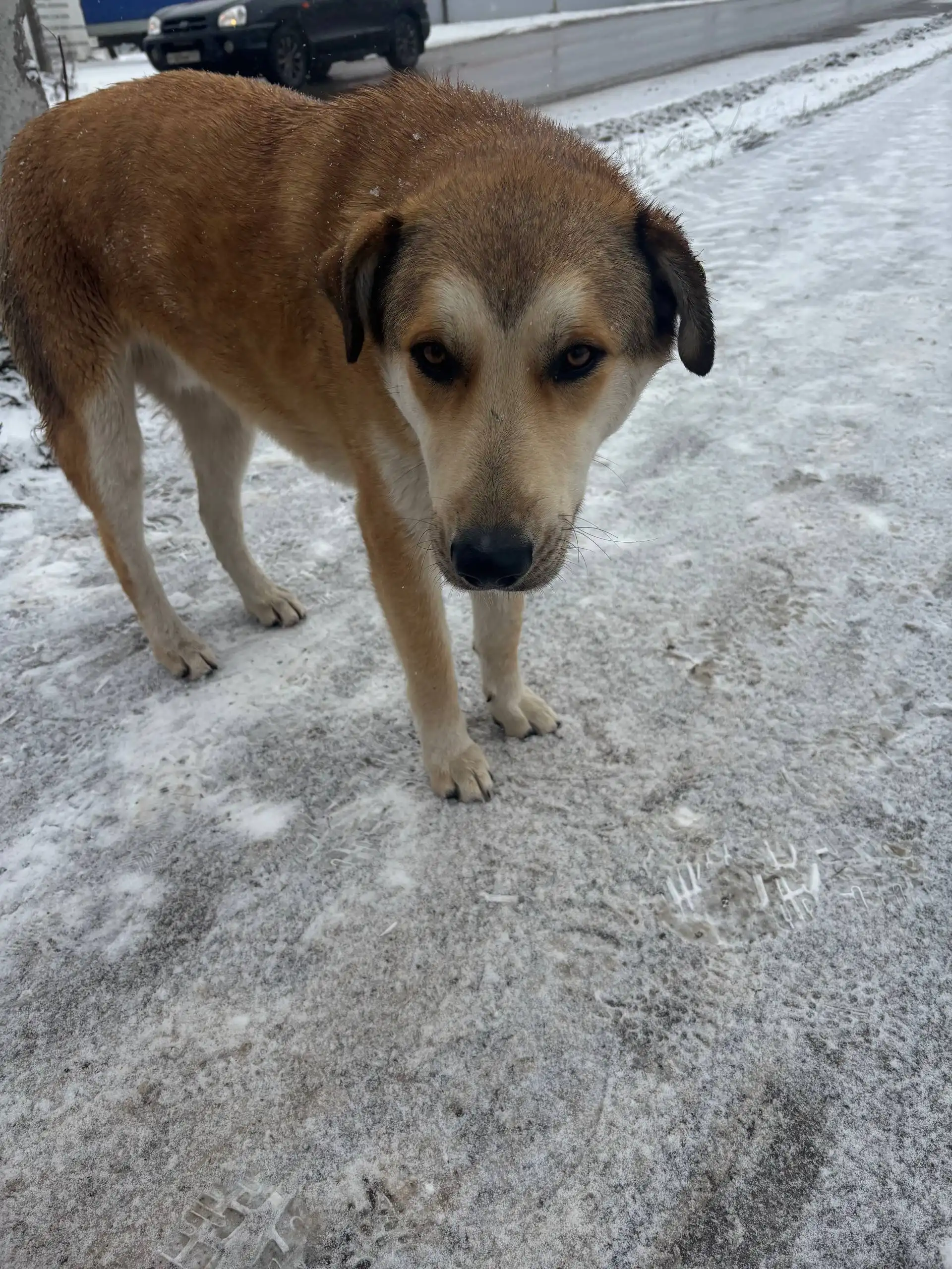 Три неразлучные собаки ищут дом перед Новым годом